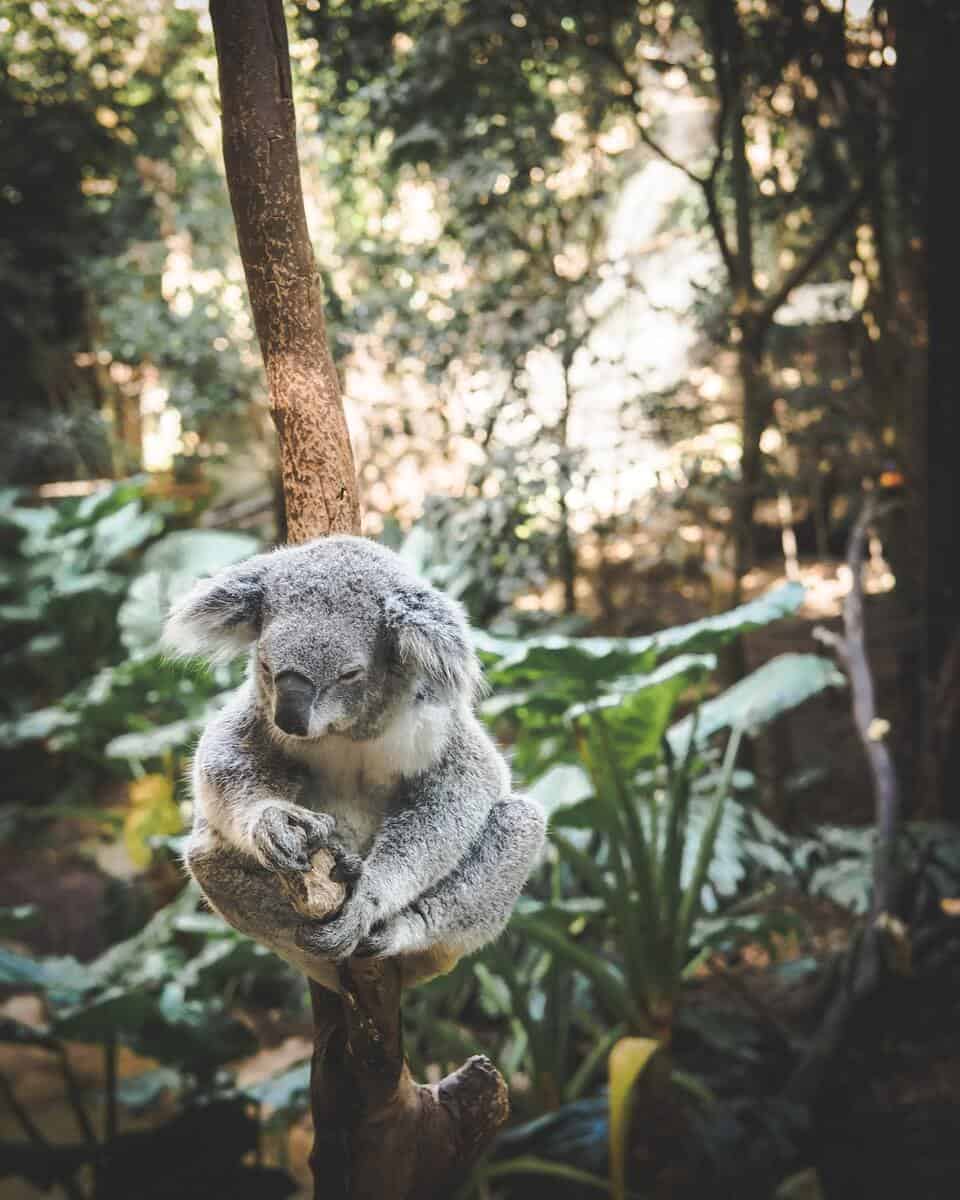 Blackbutt Reserve