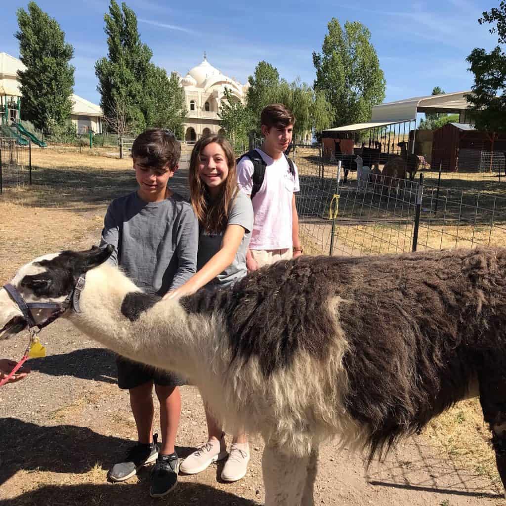 Krishna Temple and Llamas