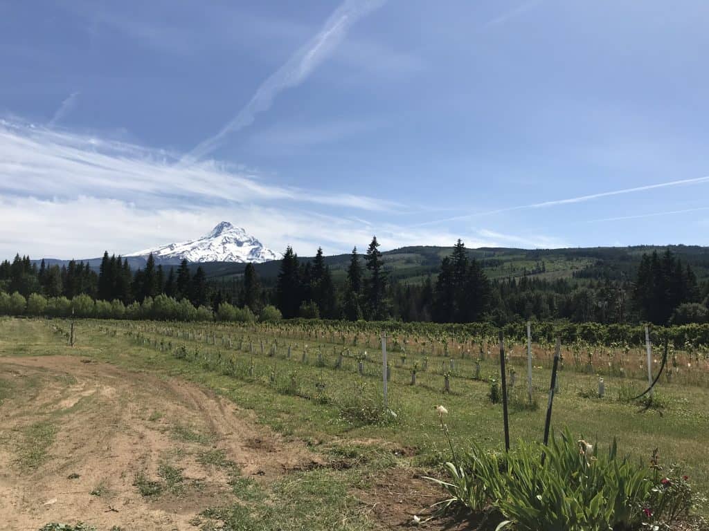 Grateful Vineyards