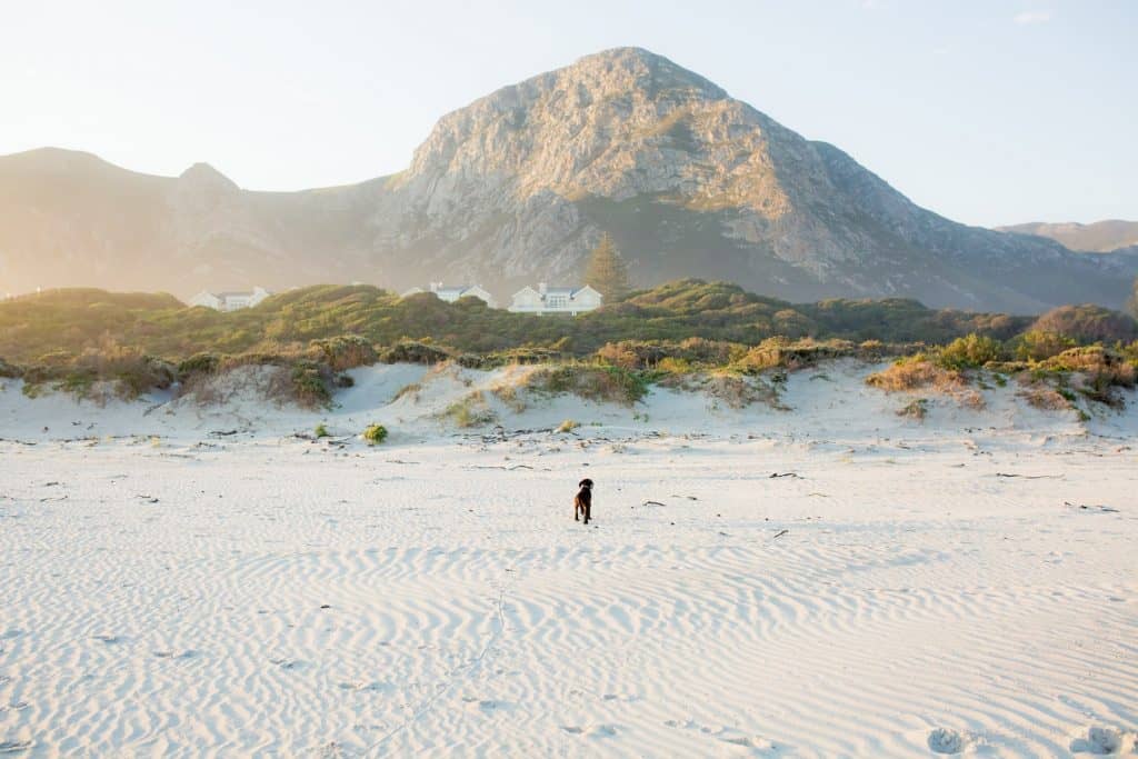 Hermanus