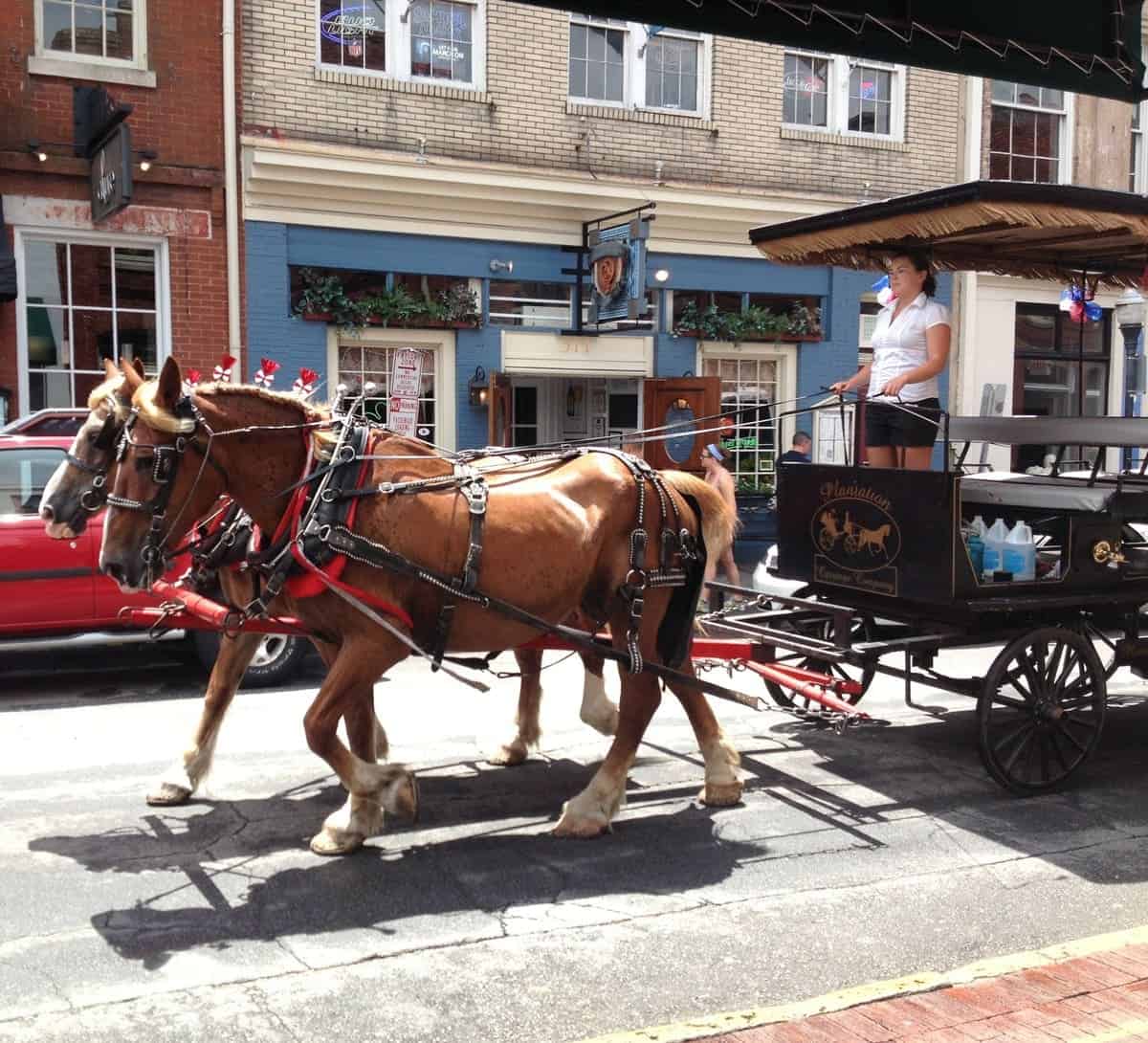 Horses in Savannah