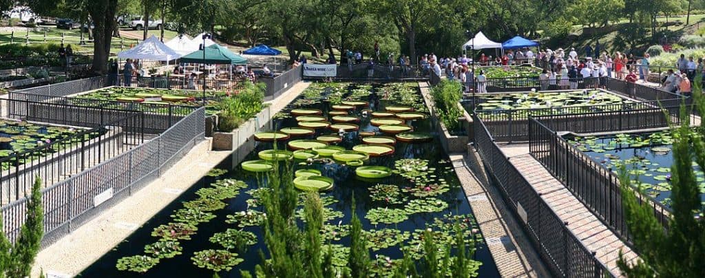 International Waterlily Collection