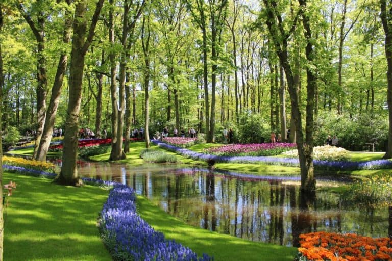 The Ultimate Guide to Keukenhof in the Netherlands 12 Green trees, purple and red flowers, and stream running through Keukenhof.