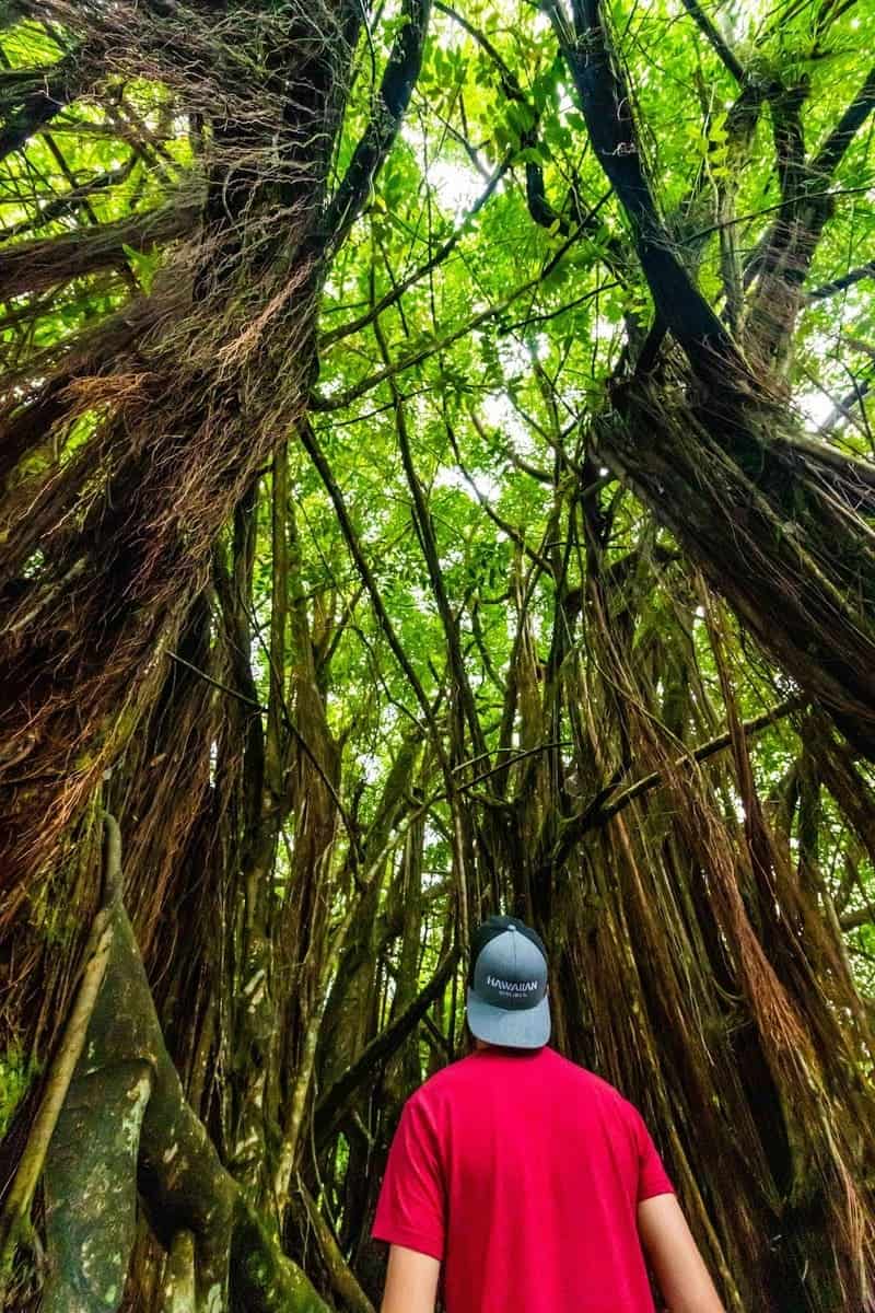 Kona Cloud Forest