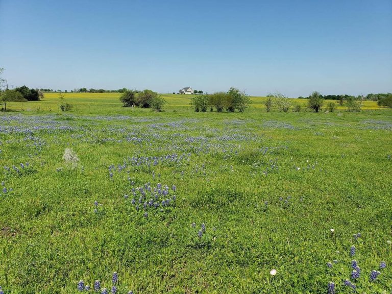 Lavender Lane Farms – Chappell Hill