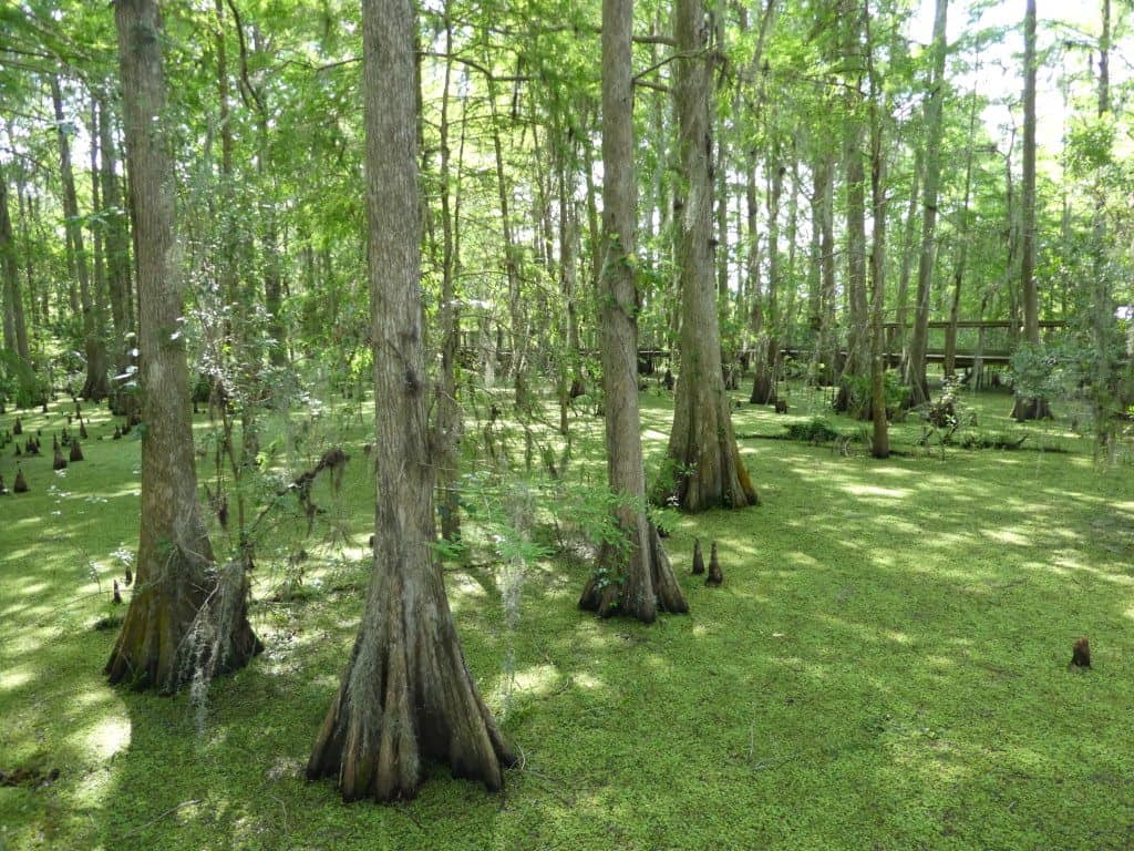 Wild Florida