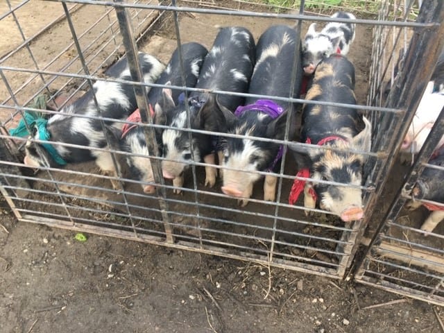 Red Lodge Pig Races