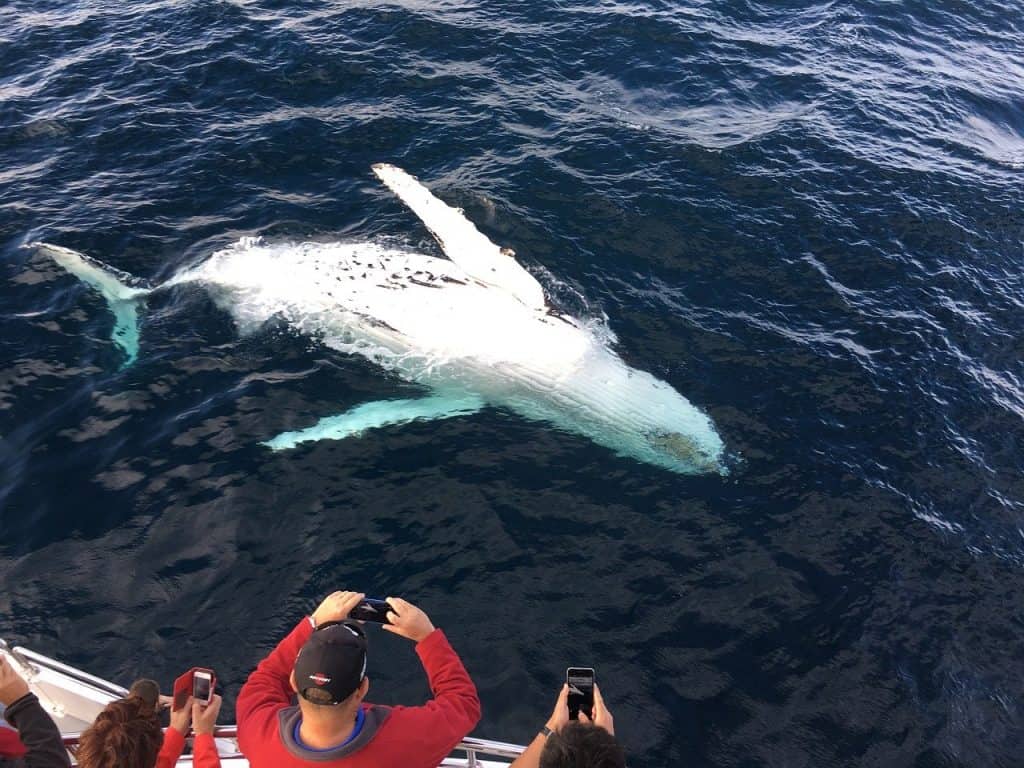 Whale watching on the Gold Coast