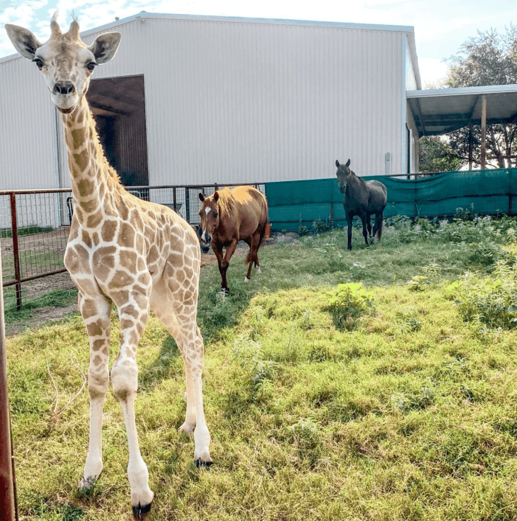 Animal encounters at Blue Hills Ranch near Waco TX