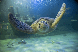 Aquarium at Pine Knoll Shores